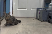 【海外】「奇跡の瞬間！麻痺した猫が再び立ち上がり、歩き出す」