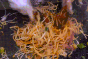 【動画あり】韓国人「焼うどんって韓国料理なの？」美味しそうな焼うどんを作る韓国の屋台をご覧ください　韓国の反応