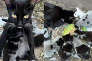 【海外】「外に出た灰色の猫と8匹の子猫、帰ったら驚きの美しい毛並みが明らかに！」