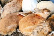 海外「まるで天国のようだが実際は恐ろしい島です…」野生のとある小動物が棲息している日本の島（海外の反応）