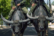 【ブラジル】馬の変わりに水牛でパトロールをする軍警察がカッチョ良過ぎるｗｗｗｗｗ　海外の反応
