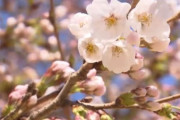 韓国人「韓国で伝統の『桜祭り』が廃止に‥その理由とは？」→「これが大韓民国の現実ですね」　韓国の反応