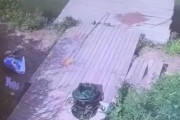 「絶体絶命でもあきらめちゃいけない…」カゴからドラマチックに脱出する魚のストーリー