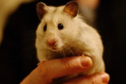 科学者がハムスターの遺伝子を改変→ 超凶暴な突然変異モンスターを生み出してしまう(´；ω；｀)