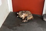【海外】「近所の人が目撃！猫がアパートの玄関先で出産、家族全員を救う感動のストーリー」