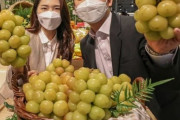 韓国人「現在日本で議論になっている韓国の高級ブドウ『大黄玉』は日本ぶどうのパクリだ…」