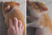 「もっと掻いてー！」飼い主さんにグデーっとお腹を見せる子豚がキュート！