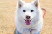 「犬の顔は人間に愛されるよう何万年もかけて進化してきた」最新の研究で判明