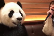 中国人「なんで日本人は中国語の歌を聴かないの？日本の音楽市場は閉鎖的？」　中国人「ひどいから」「上等な食事に慣れた人は粗食は食べない」