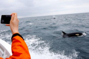 外国人「日本では捕鯨よりホエールウォッチングの方が盛んらしいぞ…」