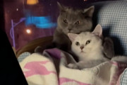 ラブラブな恋人同士にしか見えない2匹の猫さん達のまったりおうちデート風景が可愛い