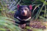 絶滅危惧種タスマニアデビルに紫外線を当てると「青く光る」ことが判明！ なお理由や効果は不明