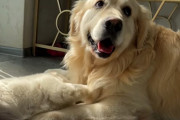 子犬「もっと遊ぼーよー」楽しそうにじゃれ合う2匹のワンちゃんが可愛くてほっこり♪