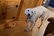 【海外】耳の不自由な犬が「散歩」のサインを見て見せた、最高に可愛い反応とは？