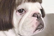 韓国人の反応「200万円払って犬になった日本人がこれ」→やるねーこういったユーモアがあるんだね。。。