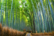 海外「京都は日本の宝石だよ、絶対に体験したほうがいい！」京都に行って観光客や混雑にガッカリしたって人、それでも行く価値あると思う？