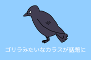 日本のカラスが「筋肉ムキムキのゴリラみたいだ」と世界中で話題に！【台湾人の反応】