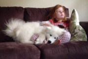 海外「俺の人生には、この犬が必要だ…！」サモエドの子犬と女の子のじゃれあいにメロメロ（海外の反応）