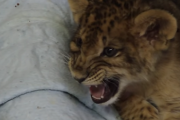 赤ちゃんライオンの立派な「咆哮」を映した貴重な映像！（1100）