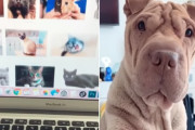 パソコンで猫画像を見ていた時の犬の反応