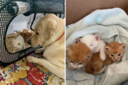 かつて犬の孤児だったラブラドールが、親を失った子猫たちの母親となる！愛の連鎖の物語