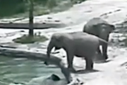 動物園のプールに落ちた子象を親が助ける