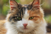 【海外】猫があなたをじっと見つめる理由とは？心の奥底を見透かされている気がするその理由を解明！