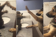 怒っている猫に「近づかニャイでー！」と連続パンチされても遊びたくて近づいていくジャーマン・シェパード
