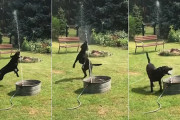 簡易噴水でピョンピョンしながら遊ぶ黒いワンコちゃん