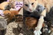 【海外】「愛猫を失った母猫が新しい子猫たちと出会って生き生きと復活！」