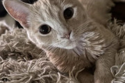 外国人「日本でオス猫を飼い始めたんだけど名前は何がいいかな？」