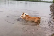 「ああ〜楽しい音が鳴るぅ〜！」短い手で水をパシャパシャして遊ぶコーギーが可愛い！