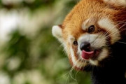 レッサーパンダがアライグマと友達に…動物園で育まれる友情！「レッサーパンダの方が可愛い！」「日本ではアライグマが動物園で飼われているらしい！！」海外の反応