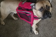 もしも介助犬がたった1匹であなたに近寄ってきたら？その時にするべき対応