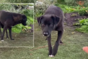約2年の月日を経てようやく心を開いた保護犬、スタッフの手から初めておやつを食べる