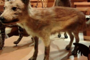 海外「絶滅してしまった日本のオオカミを見てみよう」　海外の反応