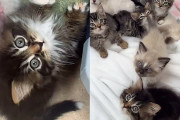 【海外】「屋外の庭で見つけた7匹の子猫が、1晩でどこまで成長するのか？ 驚きの変貌を目撃！」