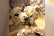 【海外】夢が叶った！保護犬たちが抱きしめたくてたまらない瞬間とは？
