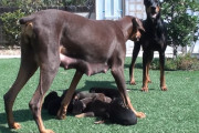 お父さんを子犬たちに近づけさせまいと怒りまくるお母さんドーベルマン