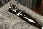 外国人「みんな飼ってる様子のおかしい猫を見せていくｗｗｗ」