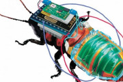 【韓国の反応】日本の研究陣、遠隔操縦するサイボーグゴキブリ開発。韓国の反応「さすが日本。/スカートの下で撮影しようとするのか。」