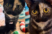 【海外】クリスマス直前、猫と子猫たちにサプライズギフトを届けた感動の救助劇!