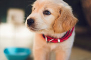 海外「どんな夢を見ていたのかな」眠っている犬の鼻の近くに、ご飯を置いてみた結果 海外の反応