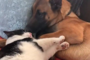 2匹はラブラブ？恋人同士のような犬と猫の友情にほっこり♪