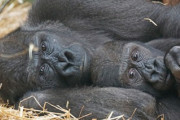 まるで人間！？野生の動物の愛の育み～マウンテンゴリラ～「人間と同じように振る舞ってる」「信じられないほど人間に似ている」海外の反応