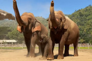 家族のマネをしながら日々成長する可愛い赤ちゃん象の姿にほっこり♪