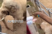 やさしいゾウ。子供が落とした靴を鼻で拾い返してあげる象