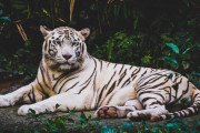 日本の女の子「タイのホワイトタイガーが想像と全然違う」→ネット民が大爆笑ｗｗｗ