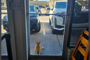 【海外】イタリアンレストランに迷い込んだ猫が「スタッフ」として大人気に！猫好き必見の感動ストーリー