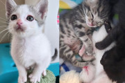 【海外】「捨てられた子猫たちが幸せな猫に成長した理由とは？ 手を差し伸べた人々の感動ストーリー」